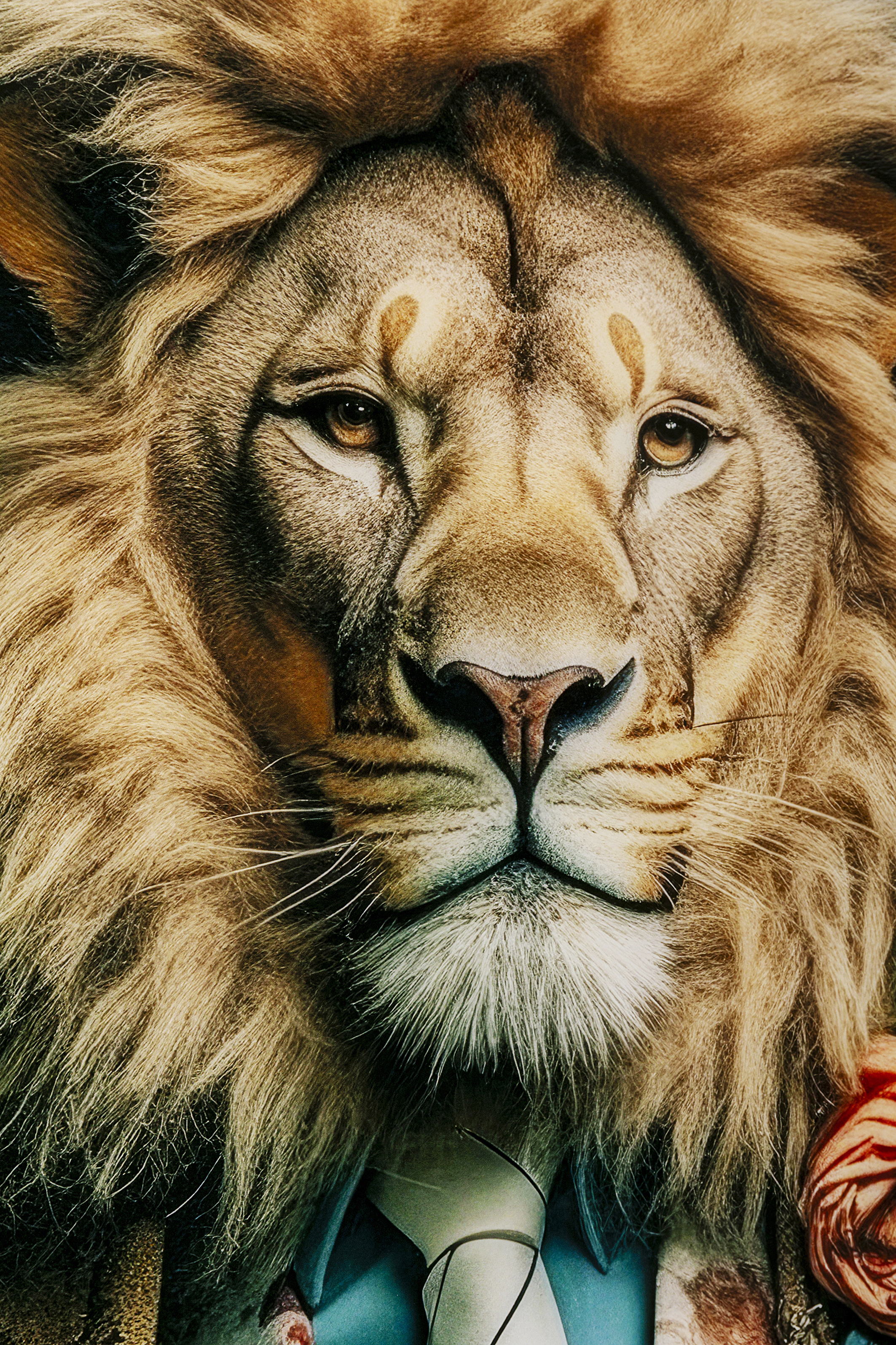 KARE Glasbild MISTER LION KARE Glasbild MISTER LION