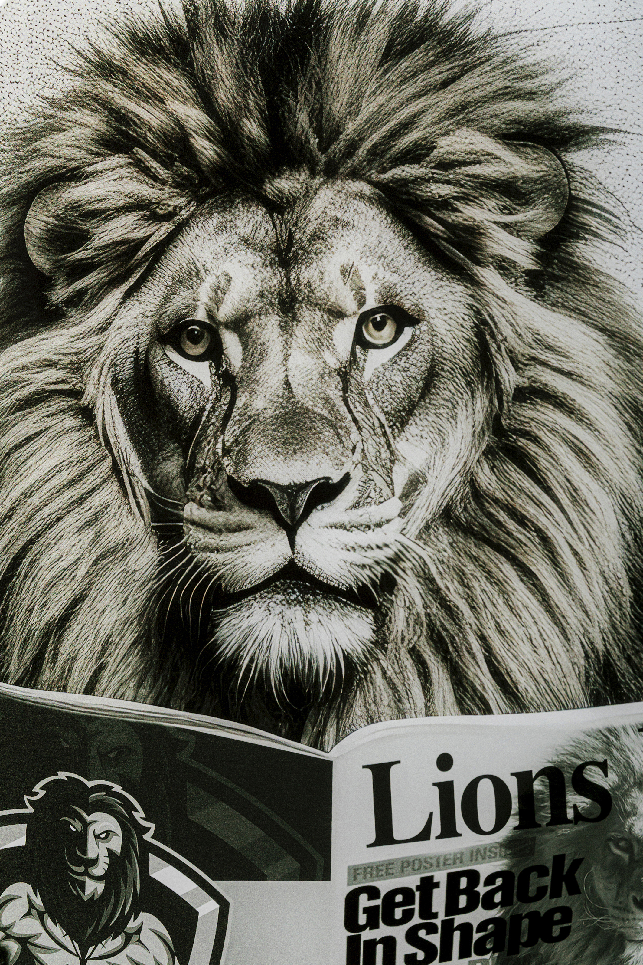 KARE Glasbild BATH LION KARE Glasbild BATH LION
